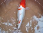 Sl Koi Fish