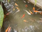 SL Koi Fish