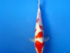 SL Koi Fish