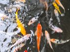 Sl Koi Fish