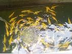 SL Koi Fish