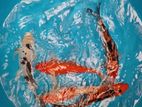 Sl Koi Fish