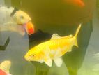Sl Koi Fish