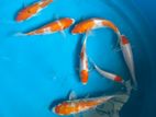 Sl Koi
