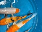 sl koi
