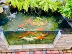 Koi Carp Fish