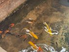 SL koi/ whaletail carf