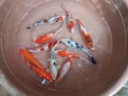 Sl Koi Fish