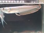 Arowana Fish