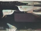 Arowana Fish