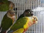 Small Conure Birds