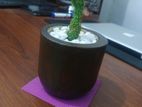 Small Flower Pot