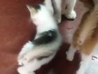 Cats for Kind Home
