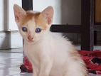 Kittens for Kind Home