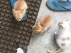 Kittens for A Kind Home