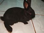 small rabbit