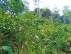 සම්පූර්ණ කුරුද්‍ර වගා කර ඇති ඉඩම විකිනීමට Thalgampala