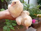 සමර Pigeon