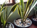 Snake Plant