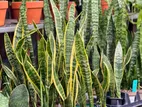 Snake Plant
