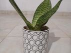 Snake Plant