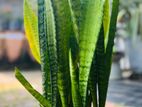 Snake Plant (Sansevieria / නියඳ)