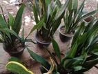 Snake Plants