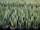 Snake plants