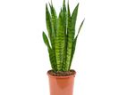 Snake Plants