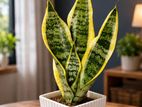 Snake Plants