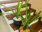 Snake Plants (sansevieria) with Pebble Top Dressing