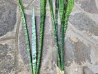 Snake plants to sell