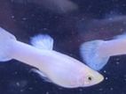 Snow White Guppy