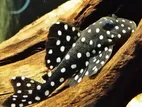 Snowball Pleco Fish