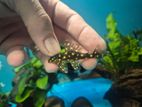 Snowball Pleco Fish