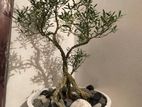 Snowrose Bonsai Tree