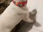 Puppy for Kind Home