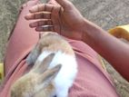 Rabbits