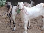 Sodi Kidai Pair of Male Goats