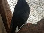 Pigeon