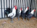 Sonaali Chicks