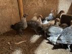 Farm Chicks