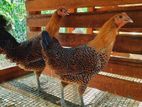 Sonali Chicks