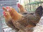 Farm Chicks