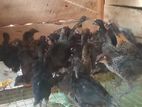 Sonali Chicks
