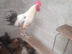 Chicken