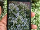 Sony Xperia 10 III 6GB 128GB (Used)