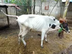 Farm Cow