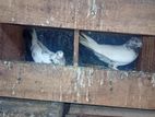 Pigeons
