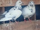 Pigeon
